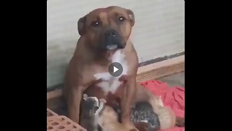 The mom dog immediately nursed and kissed them!