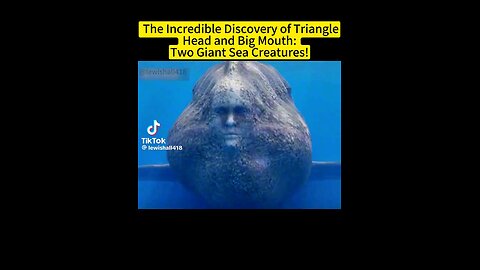 strange creatures in the sea