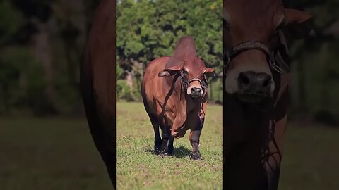 Rev Up Your Day with Heavy Red Bull! #energyboost #youtubeshorts #animallover