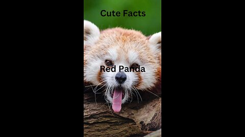 #cutefacts #redpanda