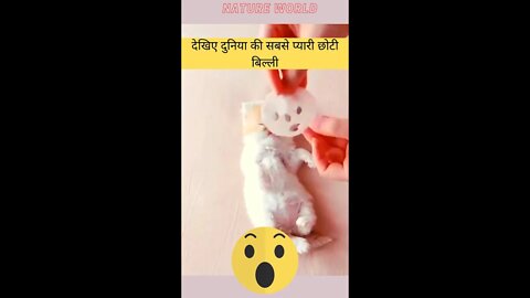 देखिए दुनिया की सबसे प्यारी छोटी बिल्ली😱See the world's cutest little cat