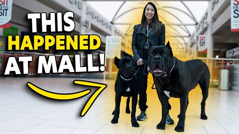 THIS Happened At The Mall - Cane Corso Socialization