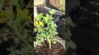 Cherry Tomato Plant Huge Flowering