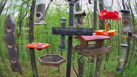 Baltimore oriole and bonus chipmunk