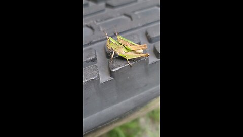 Asshoppers, I mean grasshumpers, I mean grasshoppers caught in the act.