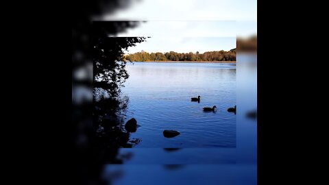 Relaxing, wonderful nature 'ducks' and water sound.