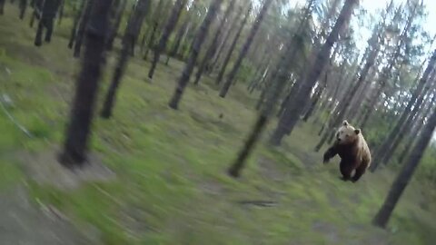 Bear Attack, Man is trying to run away from attacking Bear