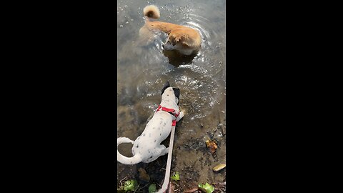 Yuman and Brownie playing in phewa lake, Pokhara