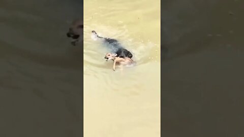 A dog saves baby deer ( fawn ) from drowning in the water. 👏👏👏