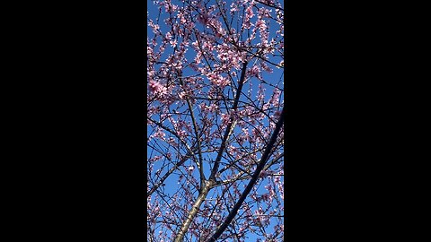 2024 March 2, Pollen flow starts with my peach tree blooming.