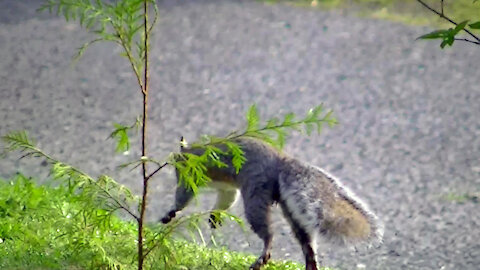 IECV NV #513 - 👀 Grey Squirrel Cough In The Act Of Planting Trees LOL 5-3-2018