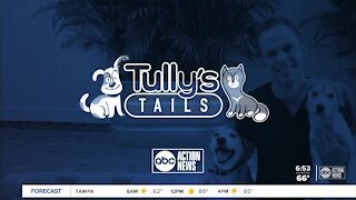 Tully's Tails: Meet Brady