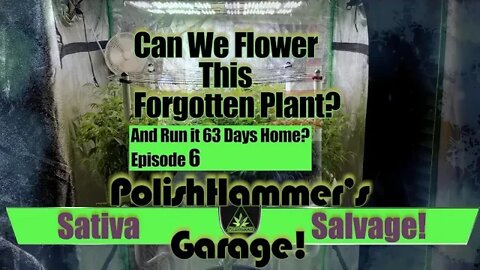 Sativa Salvage Ep 6 "Right Turn Clyde!" 🦅😱🕸🕷🦧👊🏼💪🏼🔥💨🔨 #IPM #MAC1 #WEBBGRO #GEEKLIGHT