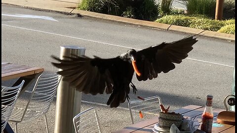 Australian Raven food scavenger slow motion Perth Australia