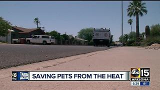 AHS: Pets outside in the summer can be dangerous