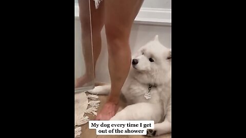 Funny dog videos