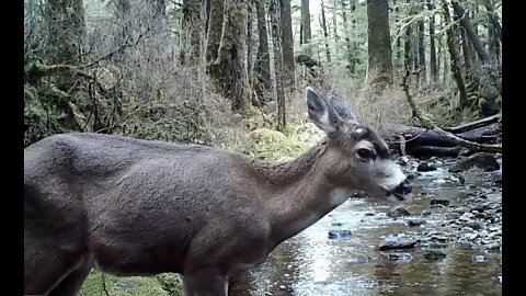 A Creek in the Timber, April 11-27