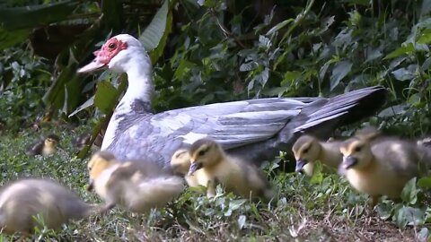 Duck Mother Watching Over Ducklings