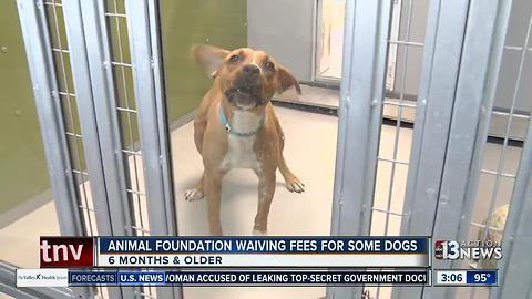 Animal Foundation waiving adoption fees