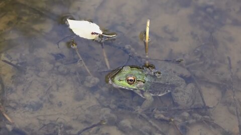 Frog sitting in murky pond water