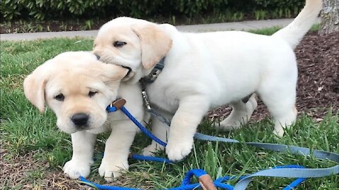 Funniest & Cutest Labrador Puppies