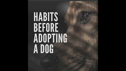 Habits before adopting a dog