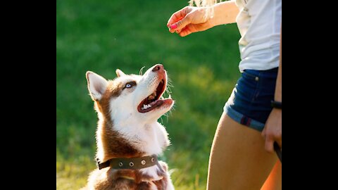 HOW I SAFELY TRAIN MY DOGS COMPLETELY OFF LEASH