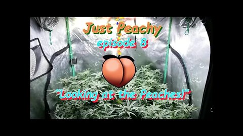 Just Peachy Ep.8 "Looking at the Peaches" #GeekLight #Phenohunt #SouthBayGenetics #420 🍑🍍☀😎🔨 Day 42