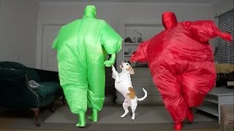 Dog Gets Surprise Dance Party w/Chub Suit Men (Nic Cage): Funny Dog Maymo