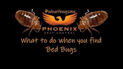 What to do when you find Bed Bugs #whatbugsme