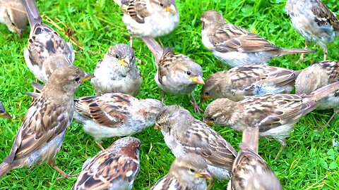 House Sparrow Mayhem on Green Grass with Chirping