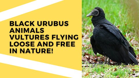 VIDEOS COMPILED WITH BLACK URUBUS ANIMALS VULTURES FLYING LOOSE AND FREE IN NATURE!