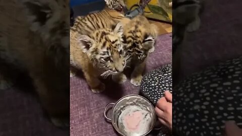 The most cultured tiger cubs in the world! #cute #cubs #tiger #short #shots #virul #virulvideo