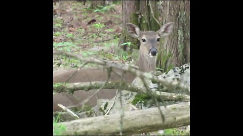 Deer in the Forest