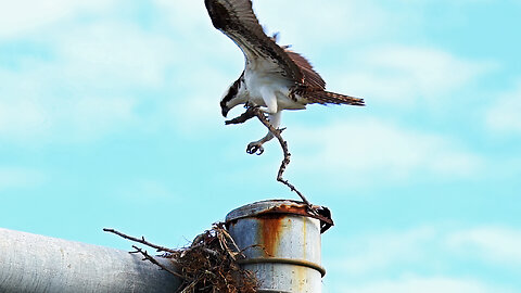 Jill Rebuilding Her Nest Again