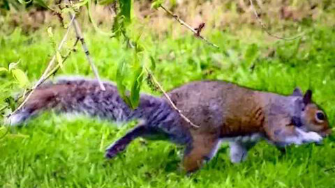 IECV NV #309 - 🐿️Grey Squirrel Making The Rounds 5-12-2017