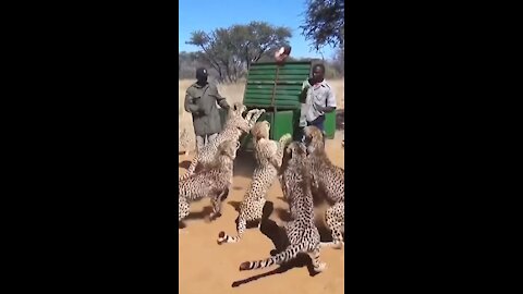 Wildlife is no joke, 🐆