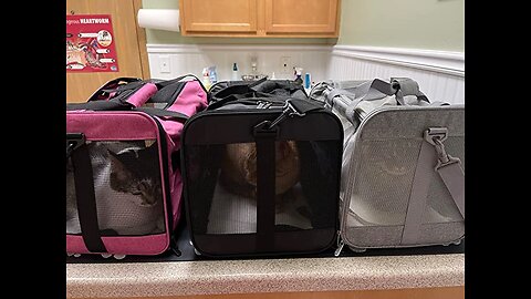 VIEFIN Cat Carriers Dog Carrier Pet Carrier for Small Medium Cats Dogs Puppies of 15 Lbs, TSA A...