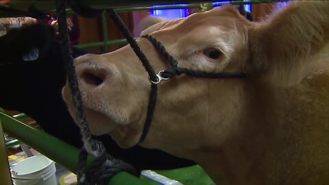 National Western Stock Show Grand Champion steers return to the Brown Palace Hotel after one-year hiatus