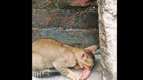 cute cats like to eat chicken ! Funny animals #cats #animals trending