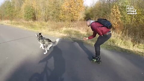 Funniest Huskies part 2 || Dog funny video compilation