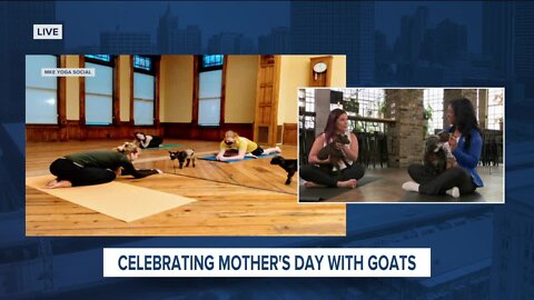 Goat yoga for Mother's Day weekend