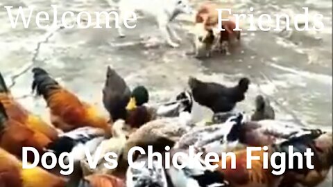 Dog Vs Chicken Fighting Video