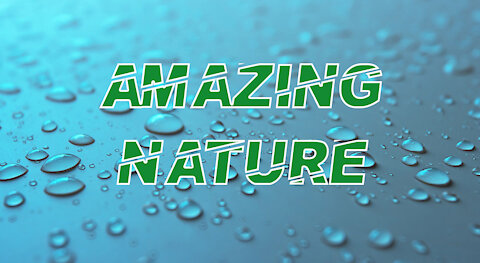 Amazing Nature Footage