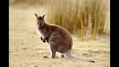 5 Fun Facts About The Wallaby