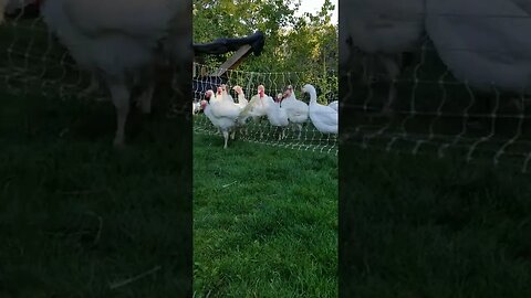 Turkey asserting dominance #turkeys #homesteading #pastureraised