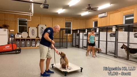 Reactivity in Dogs - Training Through it. Ridgeside K9, LLC