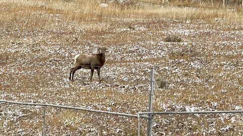 Well-known ski town is in a fight over sheep and affordable housing