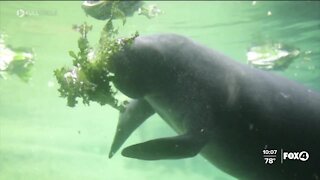 A shocking number of manatees deaths have been reported this year