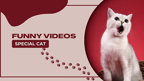 funny video special cat